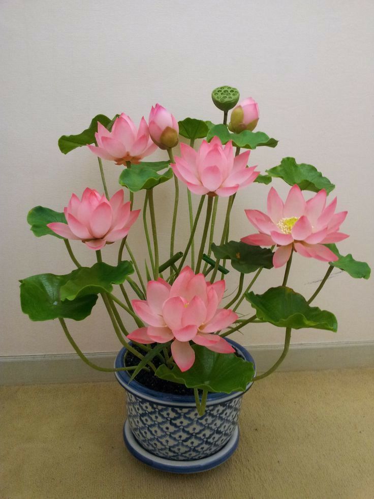 পদ্ম ফুল-(Lotus Flower),আনুমানিক ৫টি বীজ - Image 2