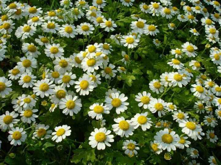 ক্রিস্টাল ডেইজি-(Crystal Daisy),আনুমানিক ৫০০ বীজ - Image 5