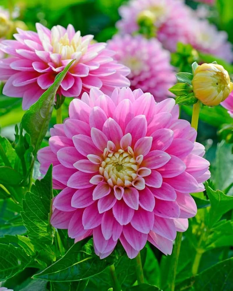 ডালিয়া-(Dahlia),আনুমানিক ১০০ বীজ - Image 3