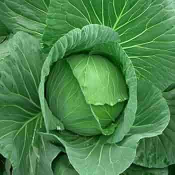 পাতাকপি-(Pata Copi/Cabbage),আনুমানিক ২০০ বীজ - Image 2