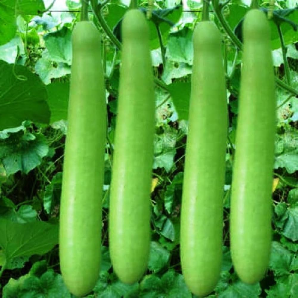 চায়না লম্বা লাউ-(Chinese Long Bottle Gourd / Lau) - Image 3