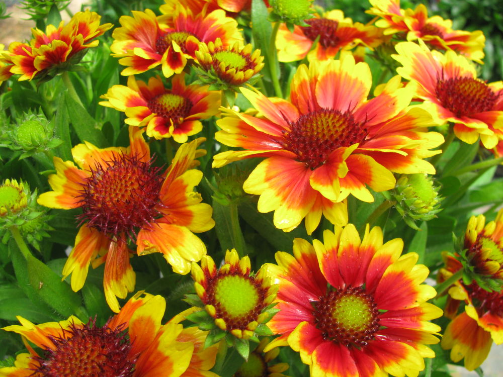 গেইলরডিয়া-(Gaillardia), আনুমানিক ২০০ বীজ - Image 5