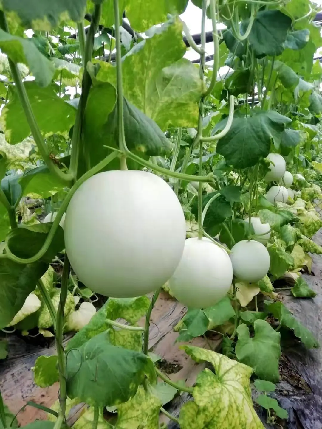 সাদা বাঙ্গি-(White Melon / White Bangi),আনুমানিক ১০০ বীজ - Image 2