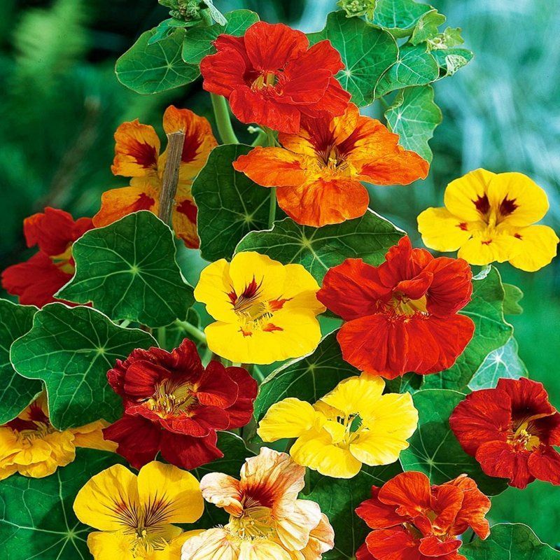 ন্যাস্টারশিয়াম-(Nasturtium),আনুমানিক ২০ বীজ - Image 3