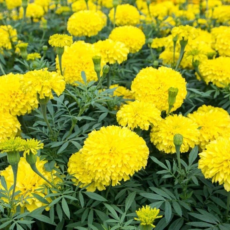 হলুদ গাঁদা-(Yellow Marigold),আনুমানিক ১৩০ বীজ - Image 4