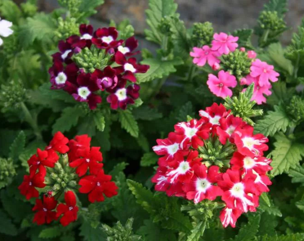 বিউটি সাকুরা-(Beauty Sakura),আনুমানিক ৪০০ বীজ - Image 2