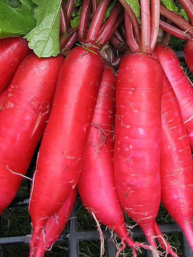 লাল মূলা (Red Radish/Lal Mula),আনুমানিক ৫g/৫০০ বীজ - Image 5