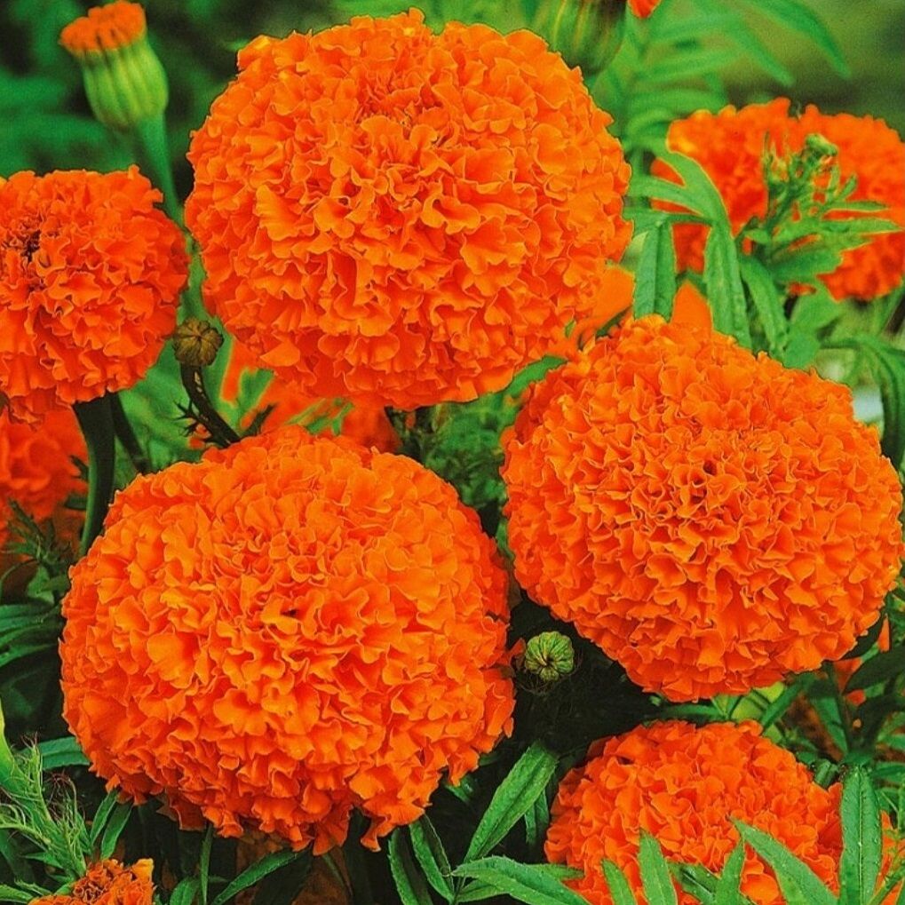কমলা গাঁদা-(Orange Marigold),আনুমানিক ১৩০ বীজ - Image 5