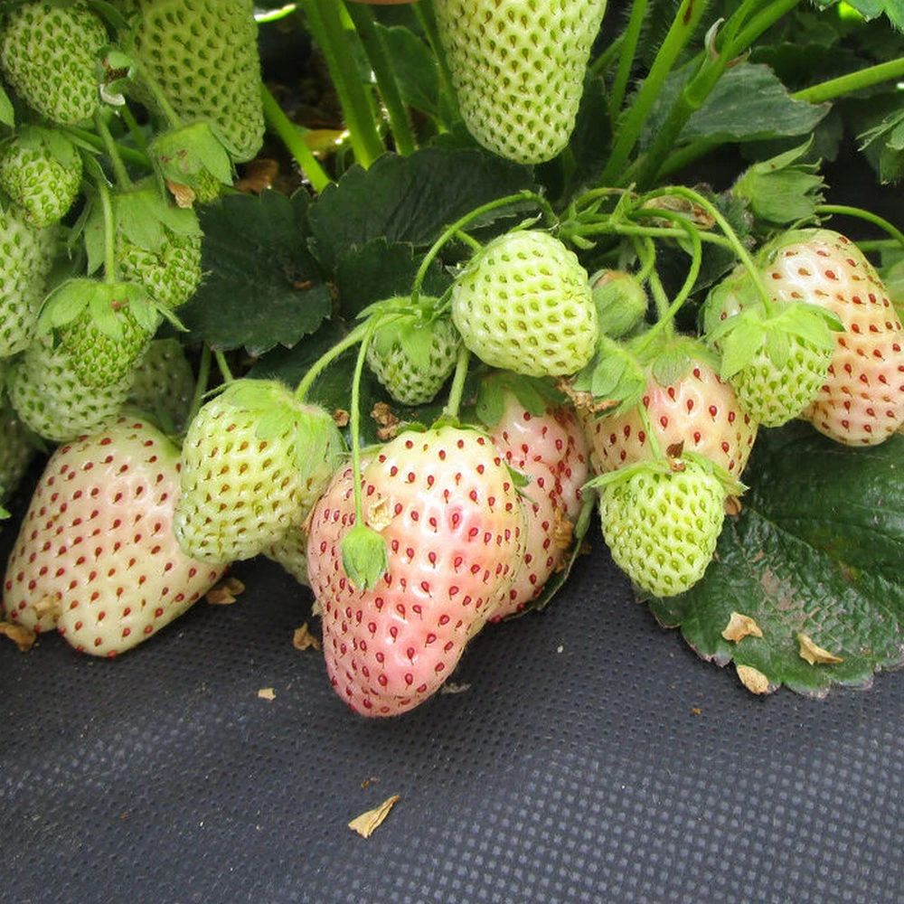 স্ট্রবেরি-(White / Cream Strawberry)-আনুমানিক ২০০ বীজ, গ্যারান্টি নেই - Image 2