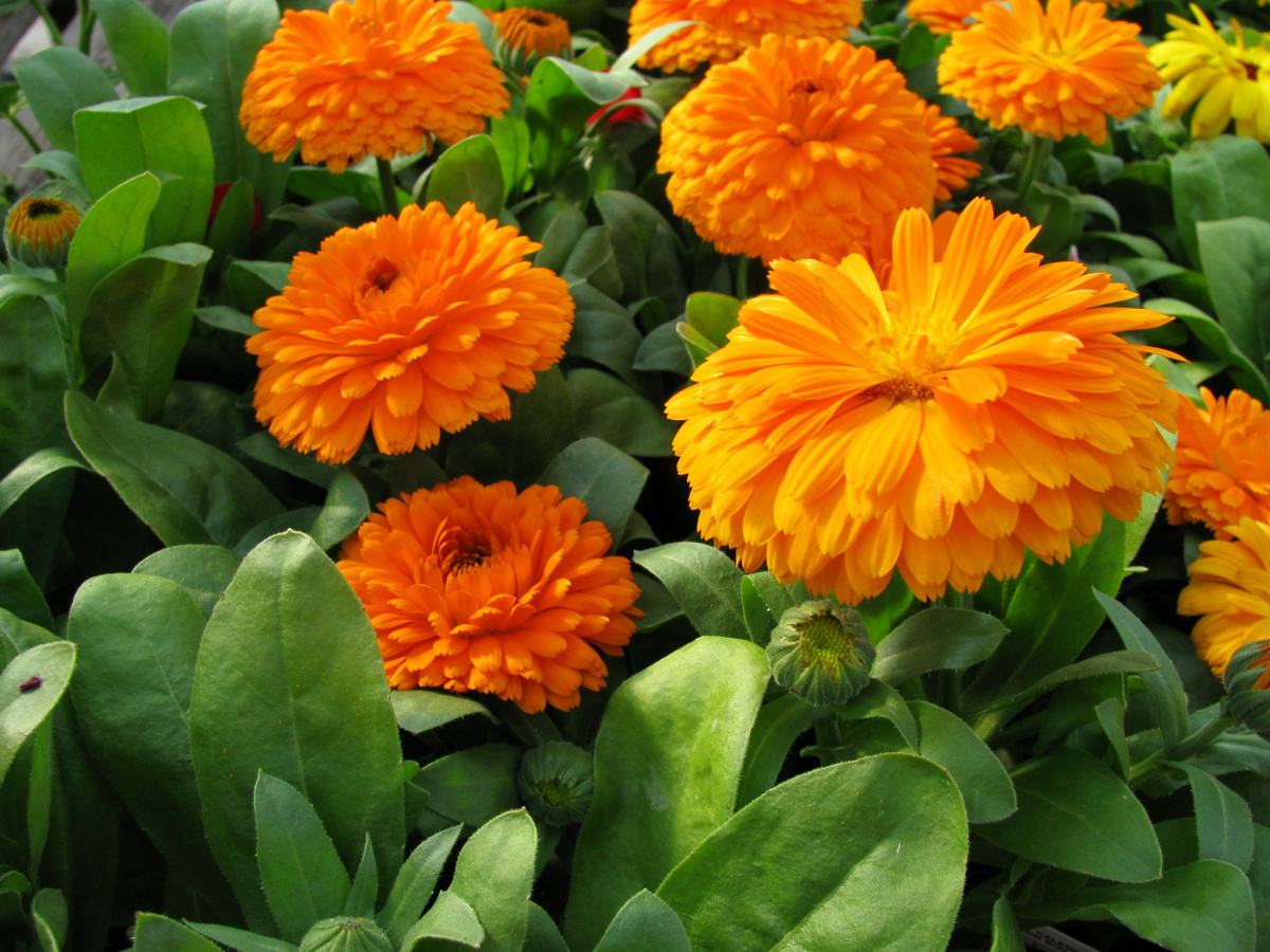 মেরিগোল্ড-(Marigold),আনুমানিক ১৫০ বীজ - Image 4