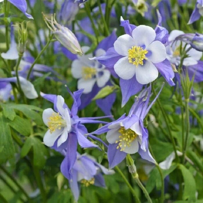 কলম্বাইন-(Columbine), আনুমানিক ৫০০ বীজ - Image 4