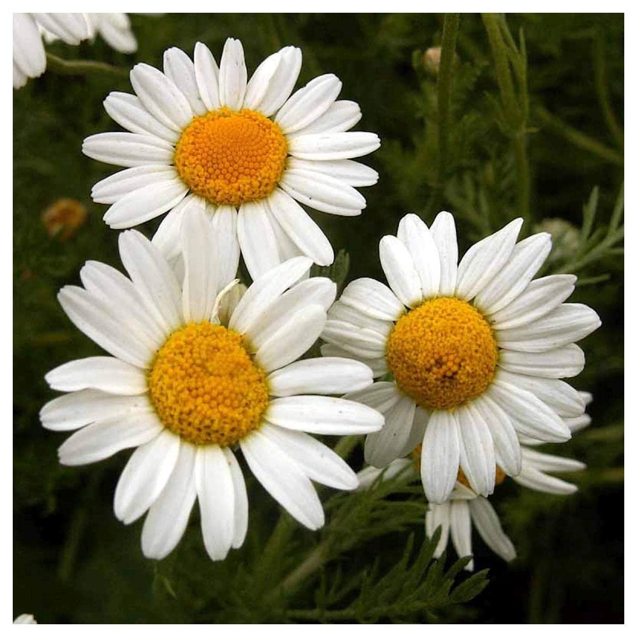 ক্রিস্টাল ডেইজি-(Crystal Daisy),আনুমানিক ৫০০ বীজ - Image 7