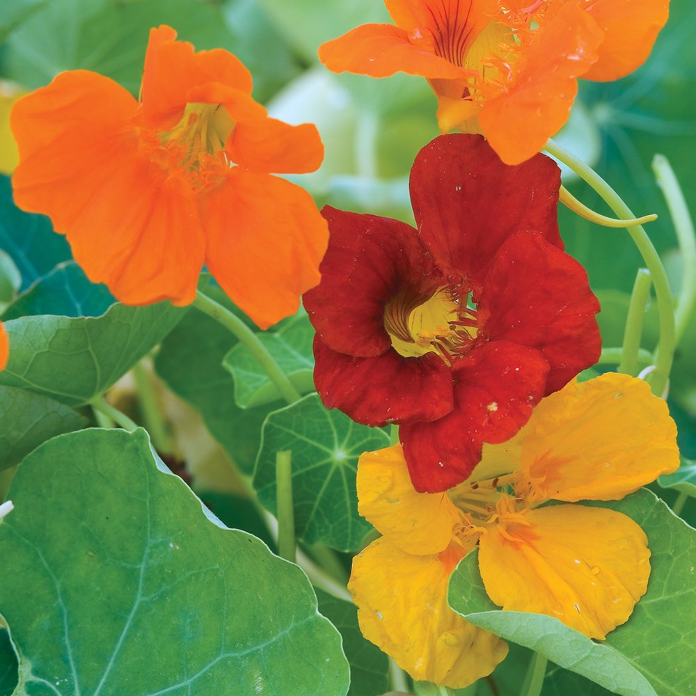 ন্যাস্টারশিয়াম-(Nasturtium),আনুমানিক ২০ বীজ - Image 5