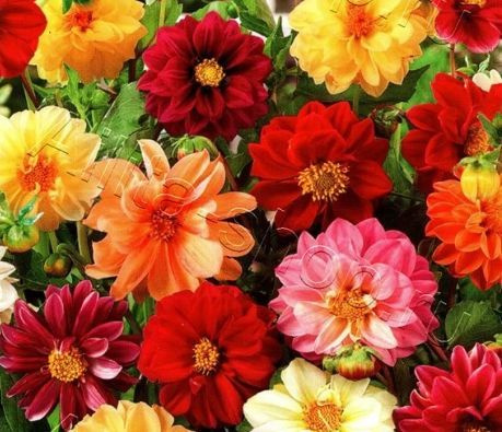 ডালিয়া মিক্স-(Dahlia Mix),আনুমানিক ১০০ বীজ - Image 6