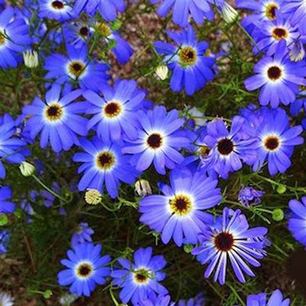 চন্দ্র মল্লিকা-(Chandra Mallika)-আনুমানিক ৬০০০ বীজ - Image 2