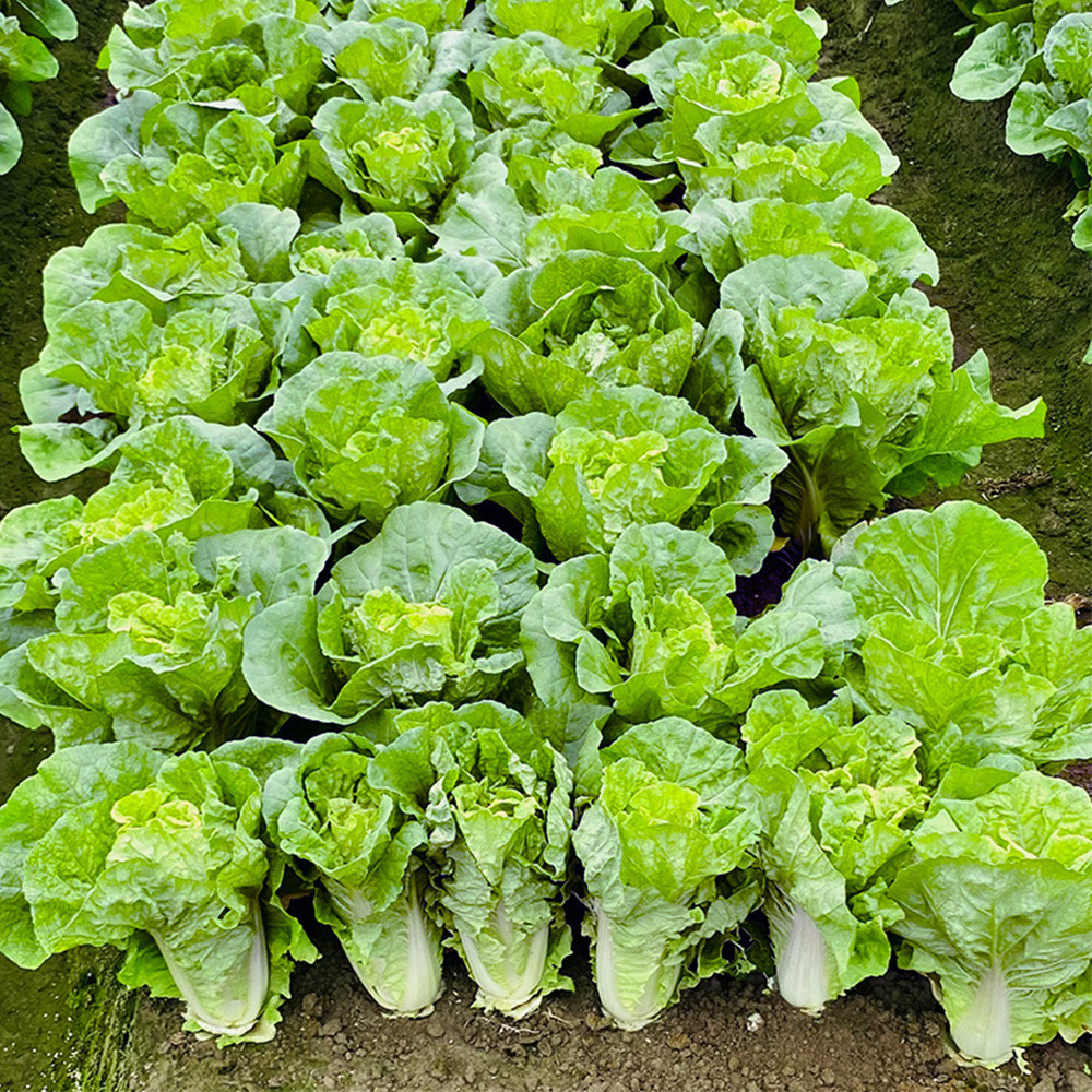 চীনা বাঁধাকপি-(Chinese Cabbage/Napa Cabbage),আনুমানিক ৫g/১২০০ বীজ - Image 3
