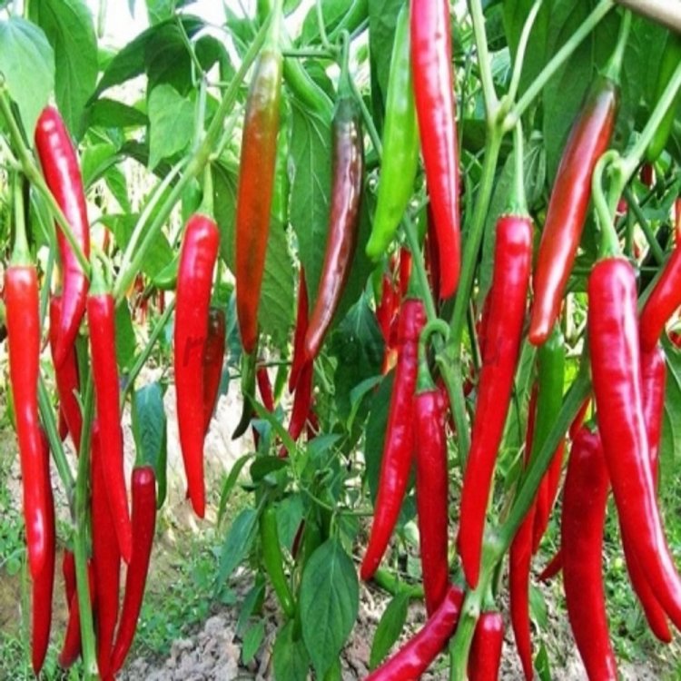 ঝাঁঝালো লাল মরিচ-(Hot Red Chili/Morich)-আনুমানিক ৫০০+ বীজ - Image 2