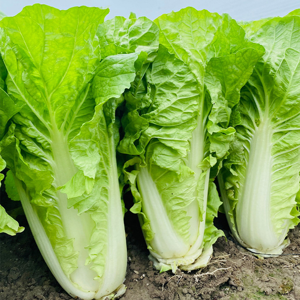 চীনা বাঁধাকপি-(Chinese Cabbage/Napa Cabbage),আনুমানিক ৫g/১২০০ বীজ - Image 4