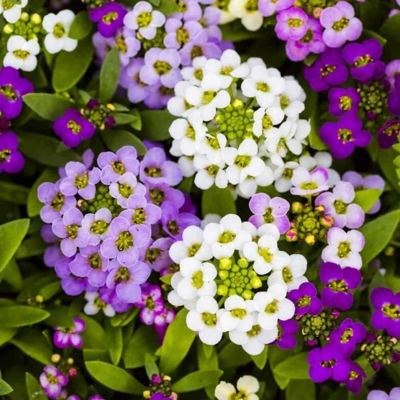 সুইট অ্যালিসাম-(Sweet Alyssum),আনুমানিক ২০০০+ বীজ - Image 5
