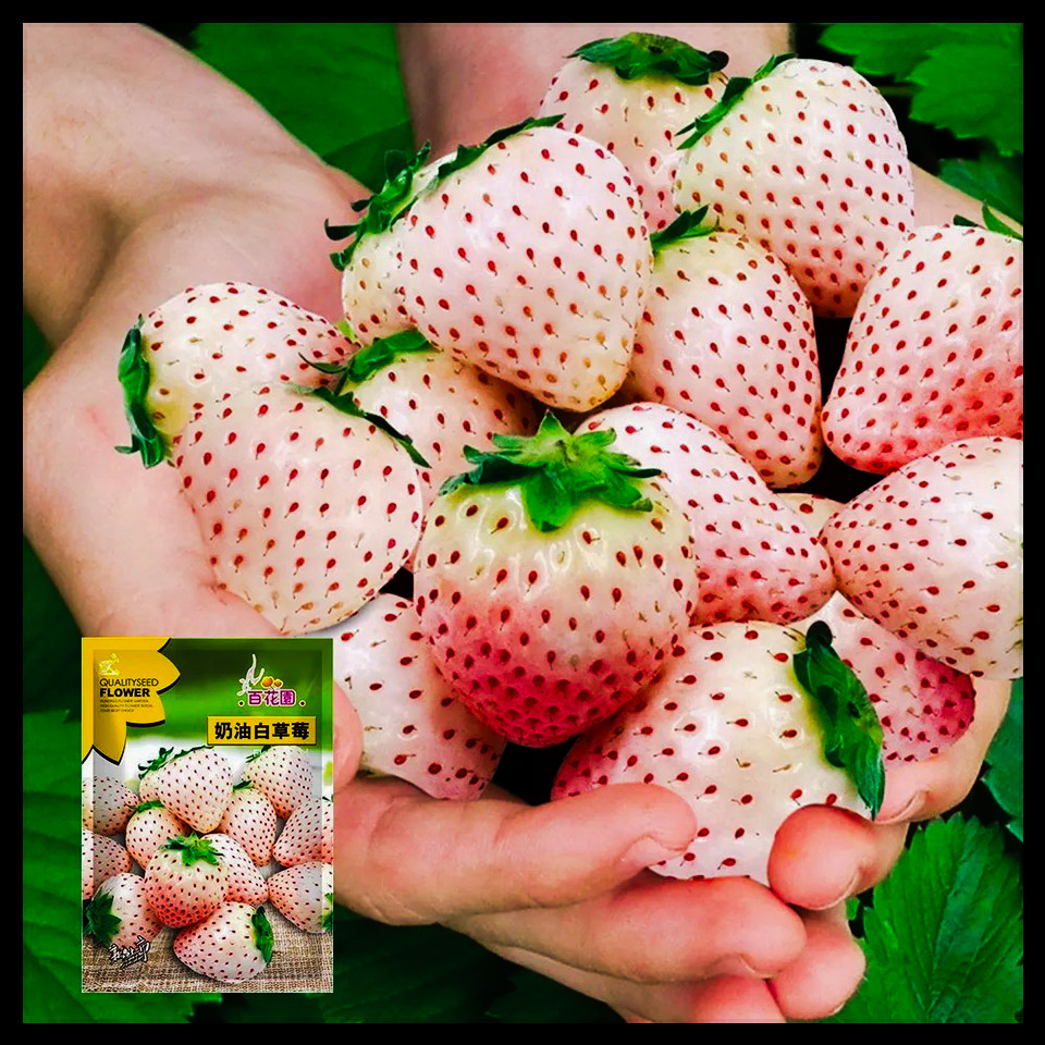 স্ট্রবেরি-(White / Cream Strawberry)-আনুমানিক ২০০ বীজ, গ্যারান্টি নেই