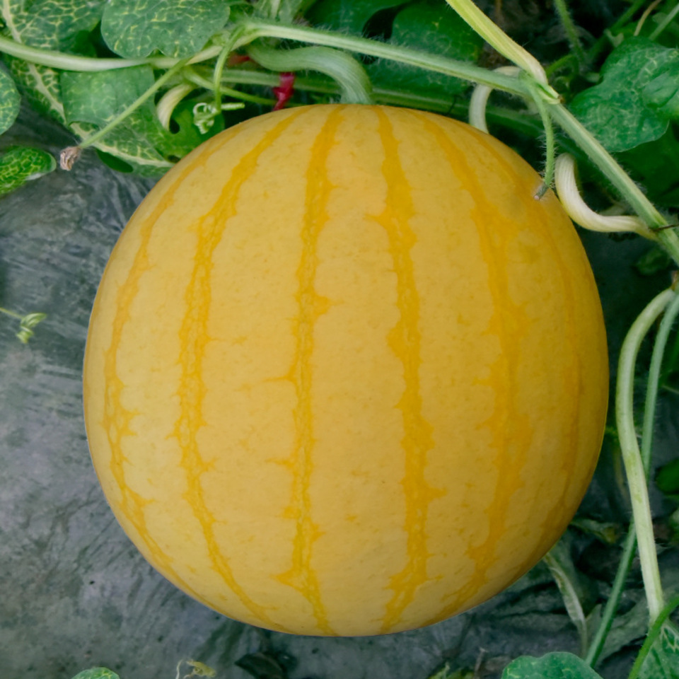 হলুদ তরমুজ (Yellow Watermelon),আনুমানিক ১৫-২০ বীজ - Image 6