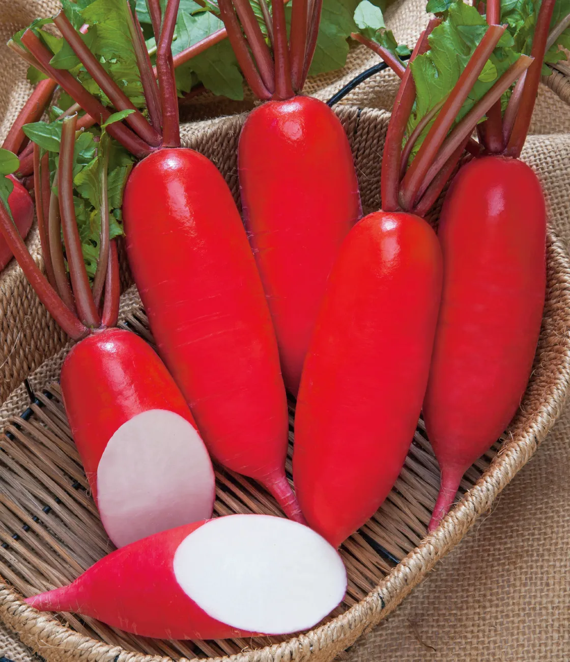 লাল মূলা (Red Radish/Lal Mula),আনুমানিক ৫g/৫০০ বীজ - Image 4