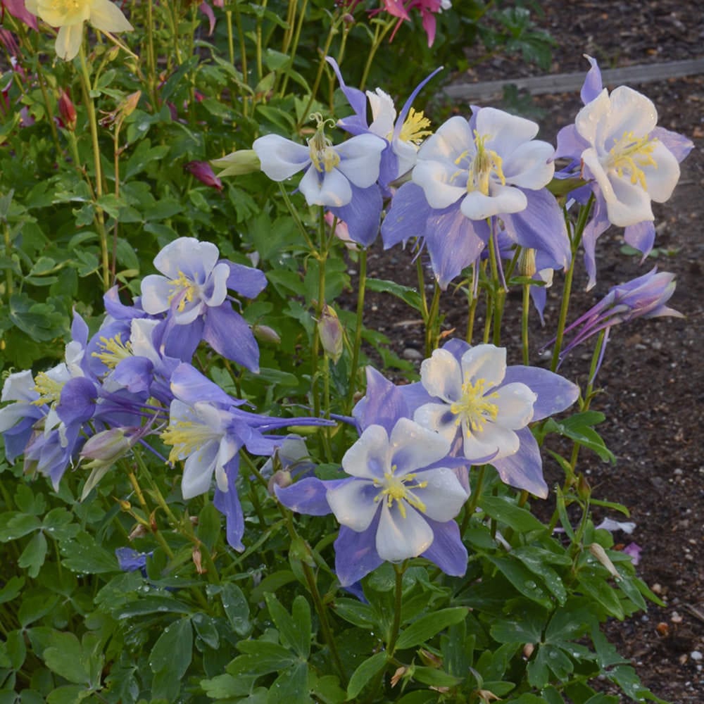 কলম্বাইন-(Columbine), আনুমানিক ৫০০ বীজ - Image 2