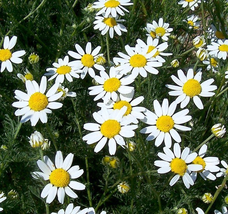 ক্রিস্টাল ডেইজি-(Crystal Daisy),আনুমানিক ৫০০ বীজ - Image 6