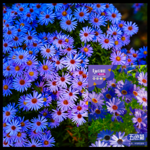 চন্দ্র মল্লিকা-(Chandra Mallika)-আনুমানিক ৬০০০ বীজ