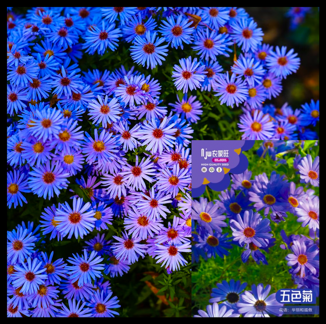 চন্দ্র মল্লিকা-(Chandra Mallika)-আনুমানিক ৬০০০ বীজ