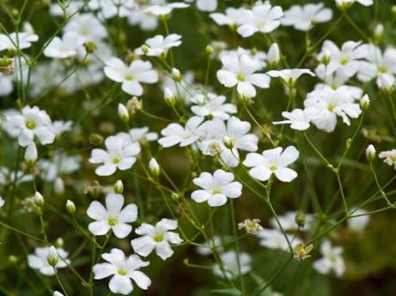 সাদা জিপসোফিলা-(White Gypsophila), আনুমানিক ৩০০ বীজ - Image 6