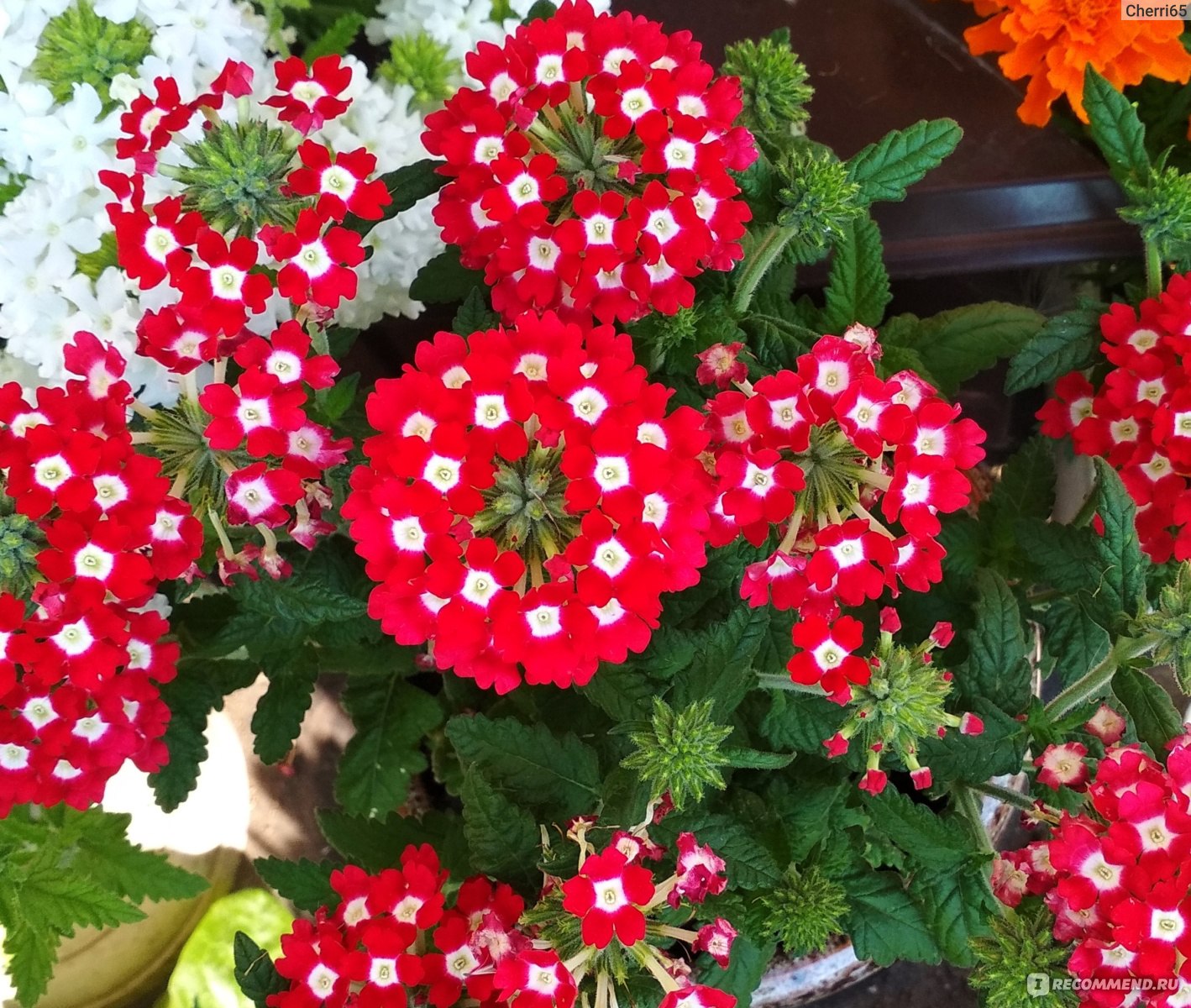 বিউটি সাকুরা-(Beauty Sakura),আনুমানিক ৪০০ বীজ - Image 4