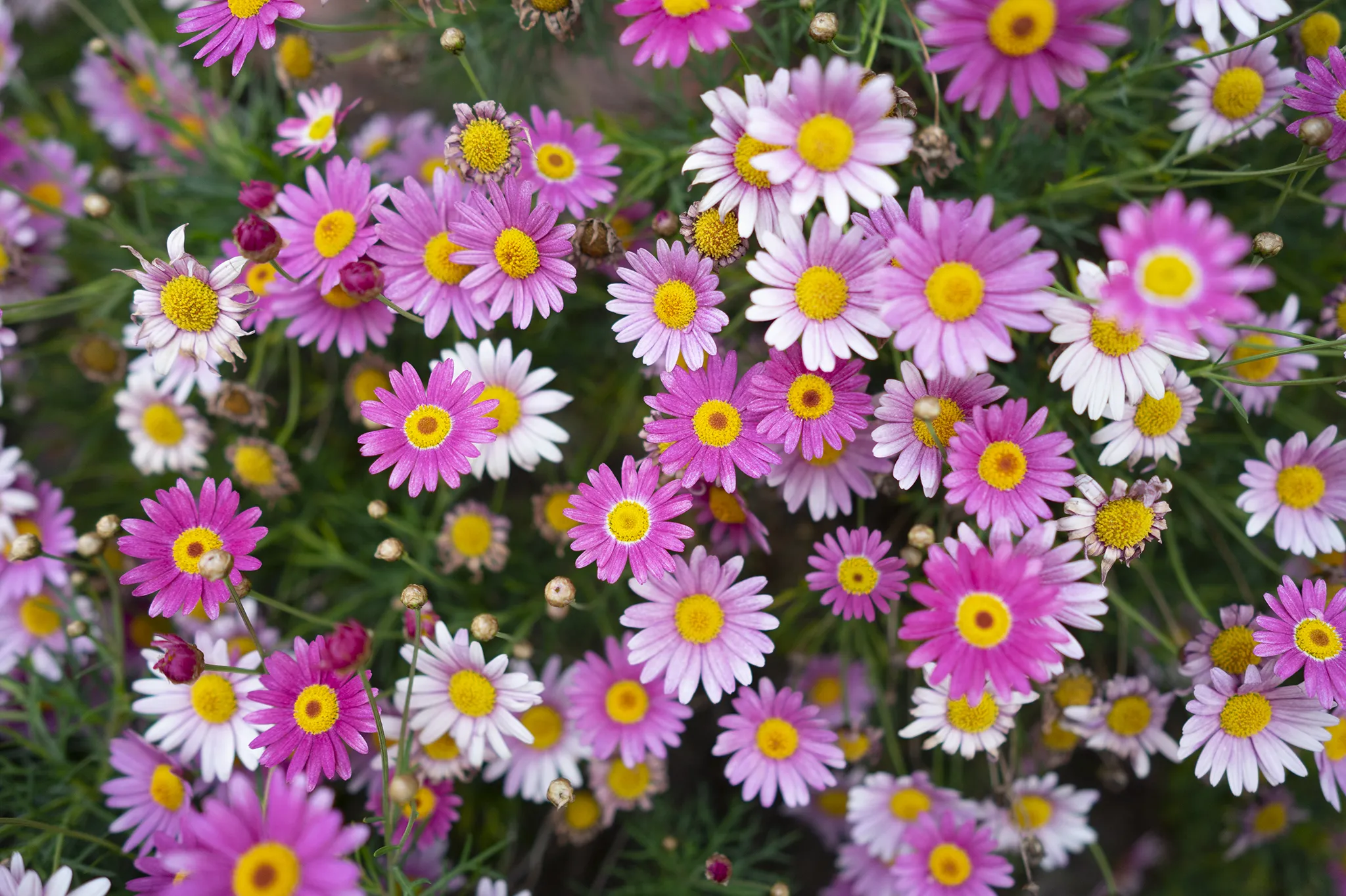 ডেইজি-(Daisy),আনুমানিক ৪৫০ বীজ - Image 3