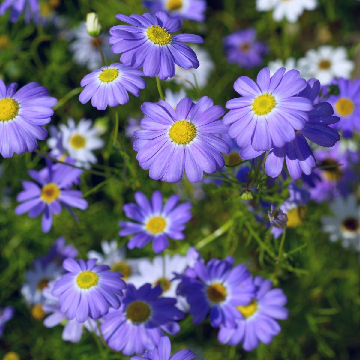 ইটালিয়ান এস্টার-(Italian Aster),আনুমানিক ৬০০০ বীজ - Image 5