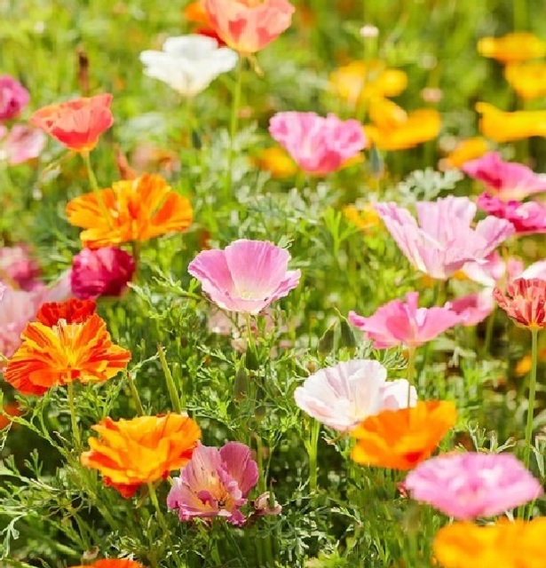 ক্যালিফোর্নিয়া পপি-(California Poppy),আনুমানিক ৮০০০ বীজ - Image 5