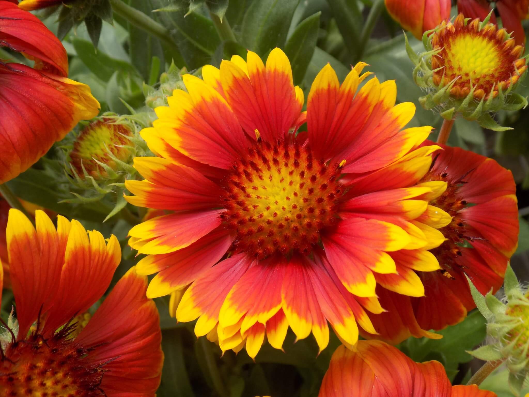 গেইলরডিয়া-(Gaillardia), আনুমানিক ২০০ বীজ - Image 3