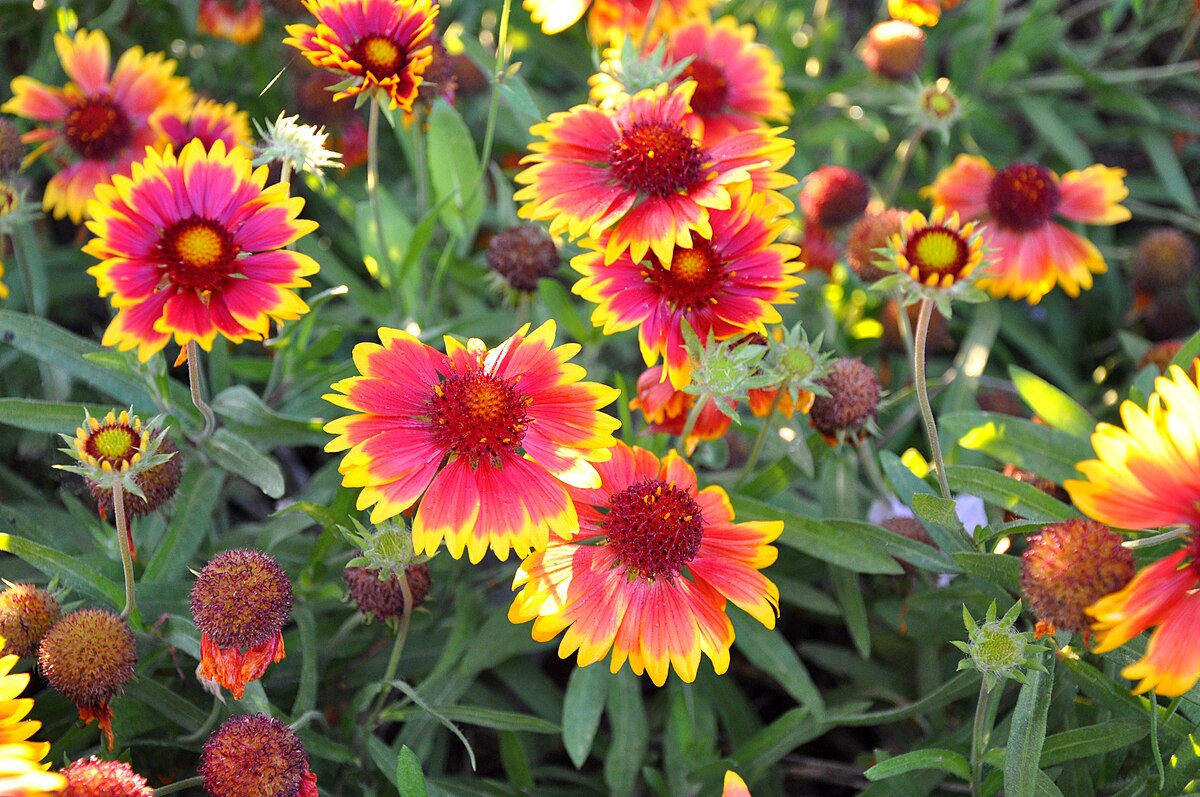 গেইলরডিয়া-(Gaillardia), আনুমানিক ২০০ বীজ - Image 7