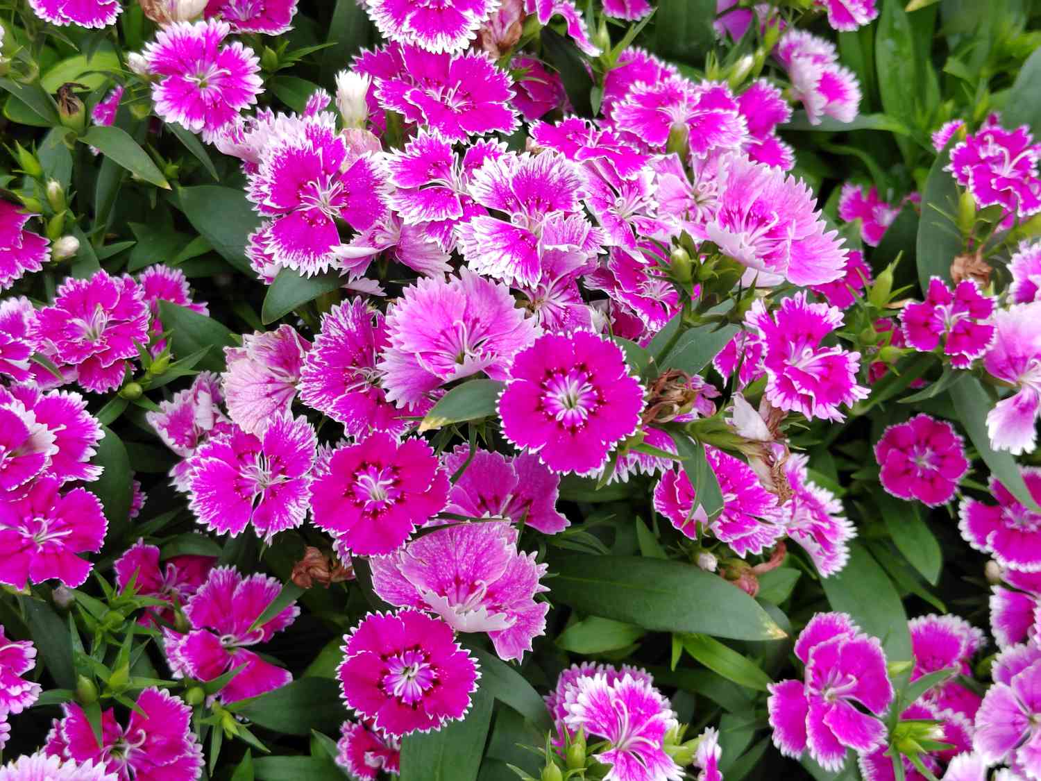 বর্ণিল কার্নেশন-(Colorful Carnation),আনুমানিক ৪০০ বীজ - Image 3