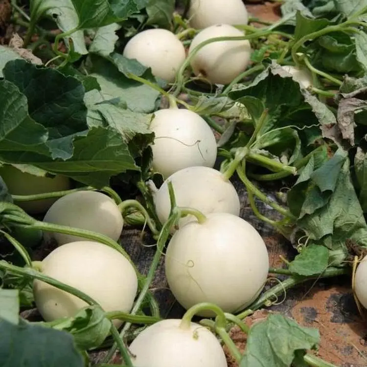 সাদা বাঙ্গি-(White Melon / White Bangi),আনুমানিক ১০০ বীজ - Image 6