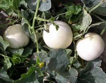 সাদা বাঙ্গি-(White Melon / White Bangi),আনুমানিক ১০০ বীজ - Image 4