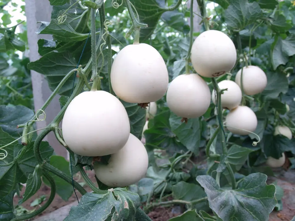 সাদা বাঙ্গি-(White Melon / White Bangi),আনুমানিক ১০০ বীজ - Image 3