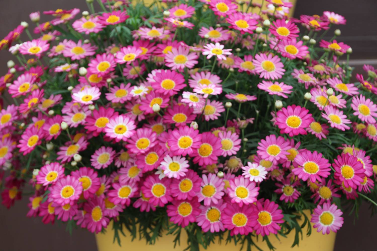 ডেইজি-(Daisy),আনুমানিক ৪৫০ বীজ - Image 4