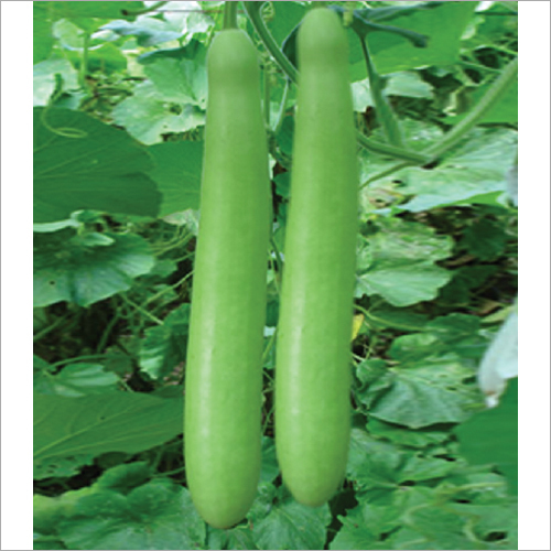 চায়না লম্বা লাউ-(Chinese Long Bottle Gourd / Lau) - Image 4