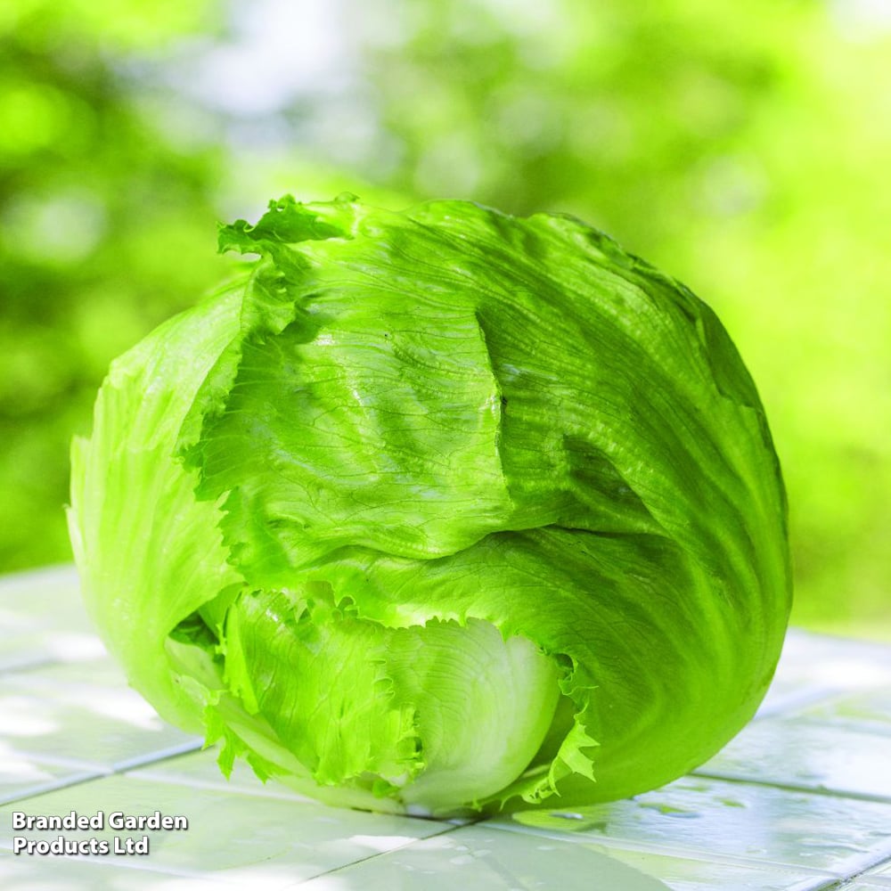 আইসবার্গ লেটুস-(Iceberg Lettuce), আনুমানিক ২g/২০০০ বীজ - Image 4