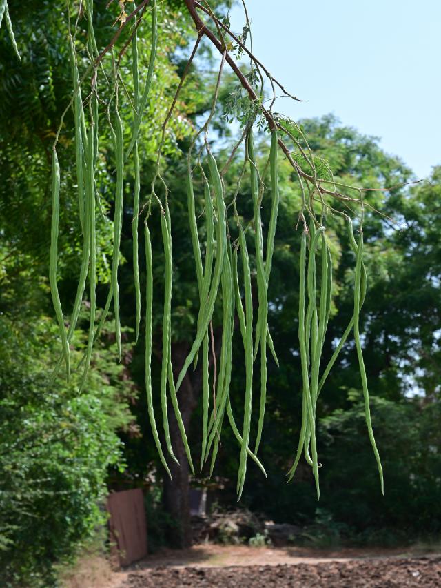 সজিনা-(Moringa),আনুমানিক ২০-২৫ বীজ - Image 4