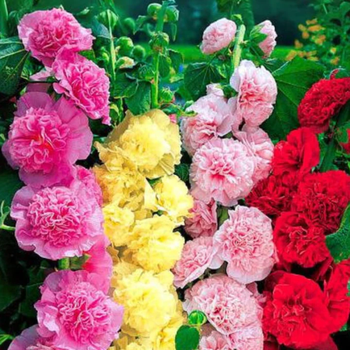 ডাবল হোলিহক-(Double-Petaled Hollyhocks),আনুমানিক ১৫০ বীজ - Image 2