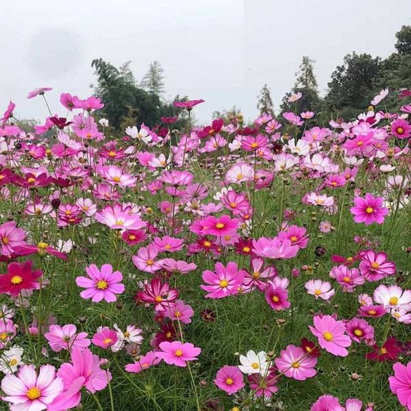 কসমস-(Cosmos),আনুমানিক ২০০ বীজ - Image 3