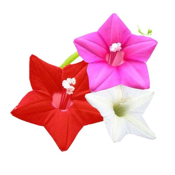 কুঞ্জলতা-(Marigold),আনুমানিক ১০০ বীজ - Image 3