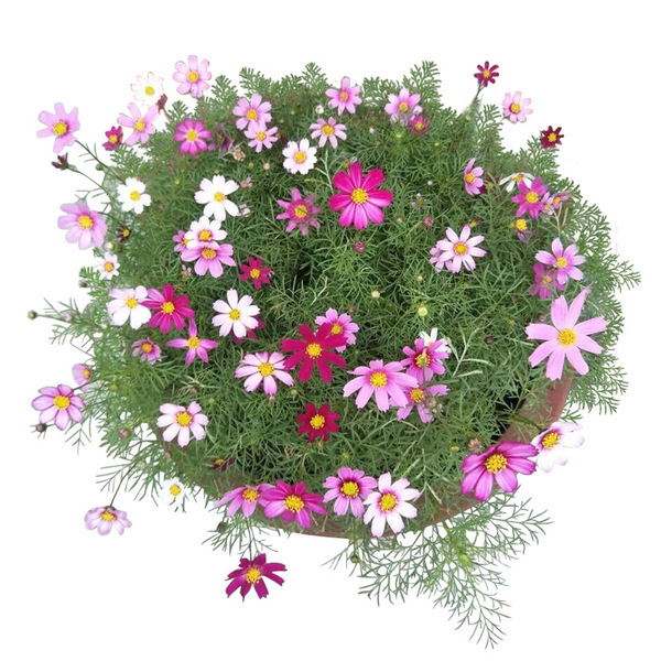 কসমস-(Cosmos),আনুমানিক ২০০ বীজ - Image 2