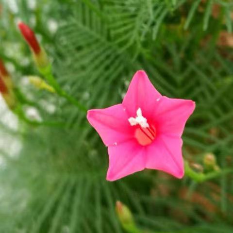 কুঞ্জলতা-(Marigold),আনুমানিক ১০০ বীজ - Image 4